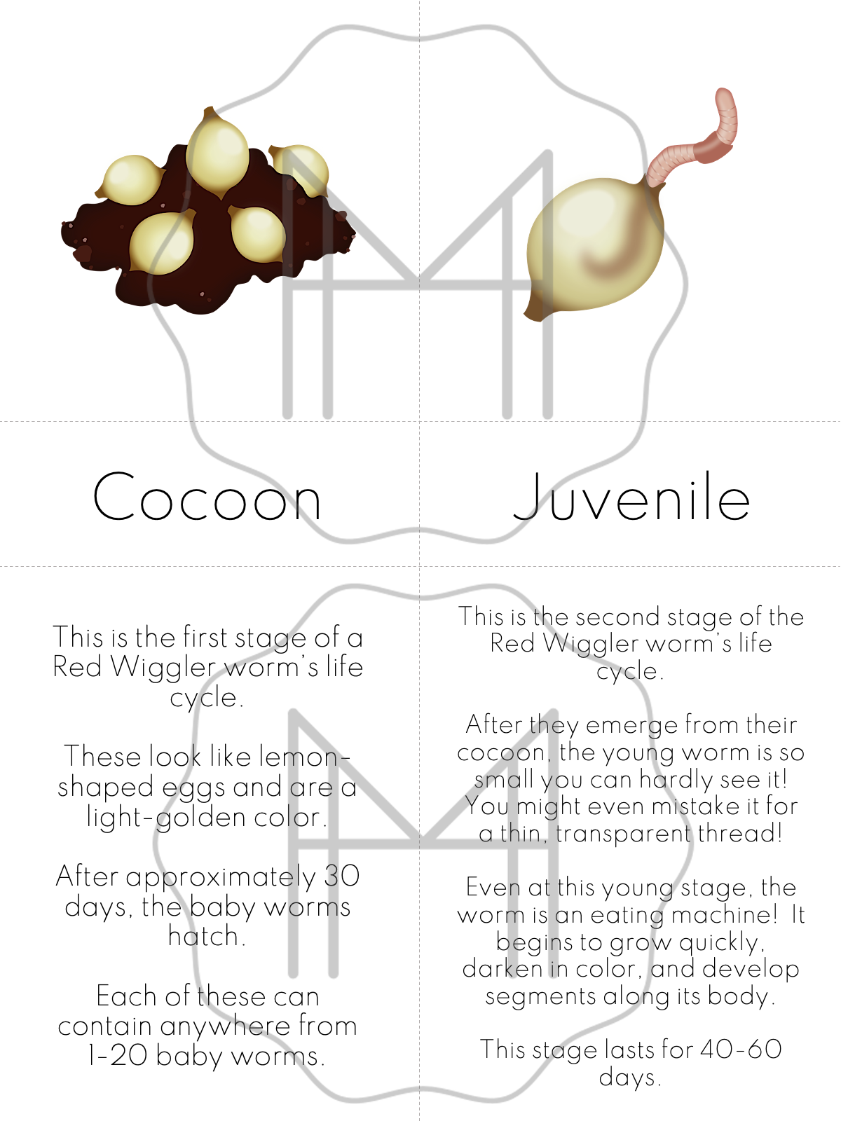 Life Cycles 3-Part Cards: Worms, Ladybugs, Frogs, and Bees