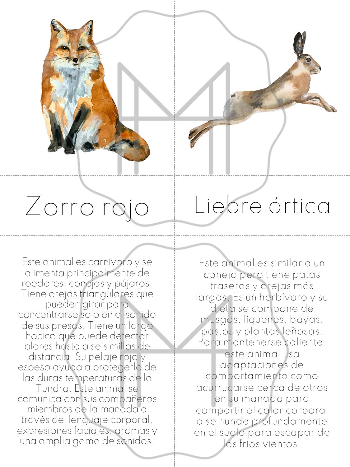 Español - Plantas y animals de la Tundra