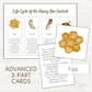 FREEBIE - Life Cycle of the Honey Bee Advanced 3-Part Cards