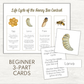 FREEBIE - Life Cycle of the Bee Beginner 3-Part Cards