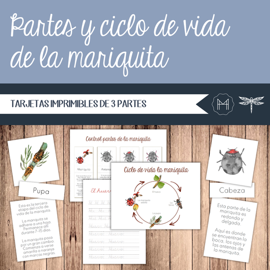 Español - Partes y ciclo de vida de la mariquita- Edades 5-8